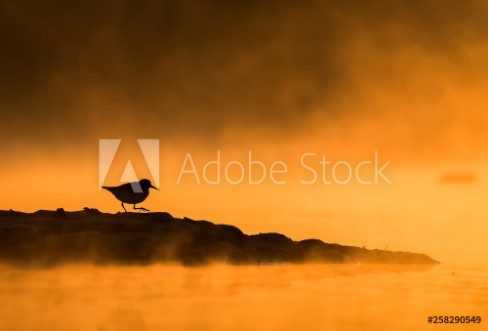 Picture of Winter moment